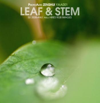 PhotoAlto ZenShui YAA001 Leaf Stem  -   