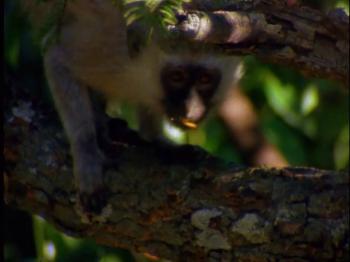 BBC:    / BBC Weird Nature