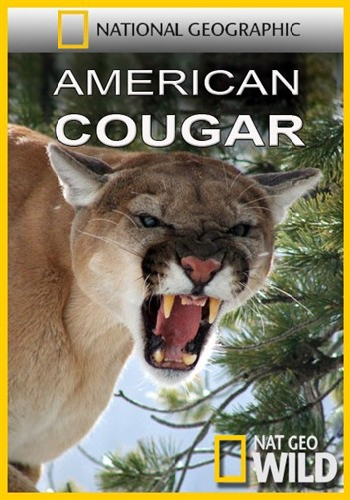   / American Cougar VO