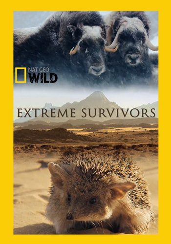      / Extreme Survivors DUB