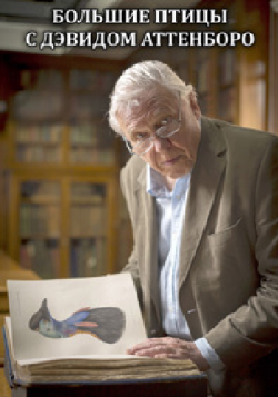      / BBC Natural World: Attenborough's Big Birds VO