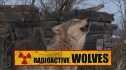    / Radioactive WOLVES