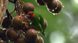 PBS  -    O / PBS Nature - Parrots in the Land of Oz