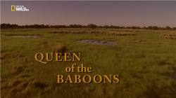   / Nat Geo Wild. Queen of the Baboons VO